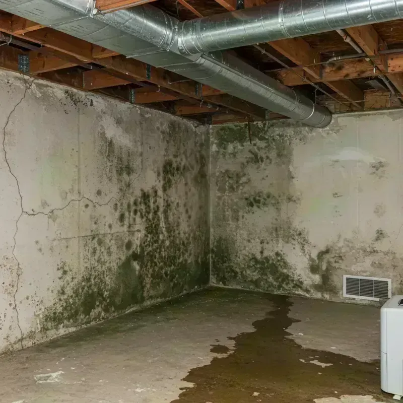 Professional Mold Removal in Trafalgar, IN